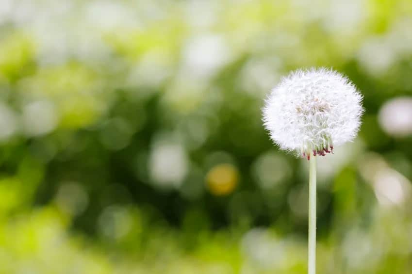 dandelion