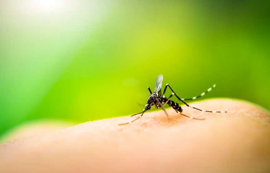Protection from Zika and Mosquito-borne Illnesses